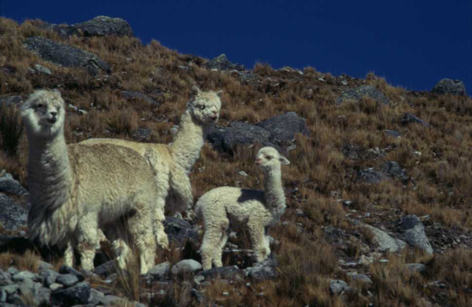 Alpagas pendant la montée au col à 4600 m (10 août 1996)