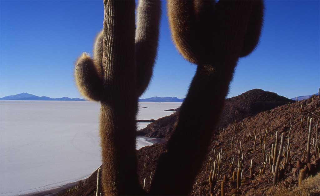 Cactus candélabres sur l’île de Lomo Pescado, le 17 août 2000