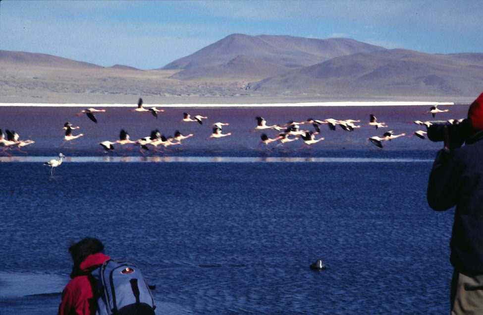 Flamants roses sur la laguna Colorada, le 21 août 2000