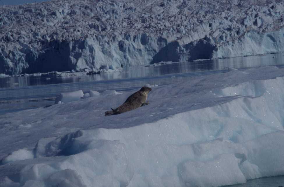 Un phoque sur un iceberg, en face du glacier Eqip Sermia (14 août 2002)