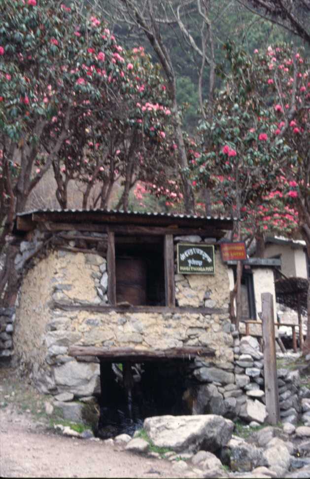 Rhododendrons et moulin à prière hydraulique à Phuki, le 22 avril 2003