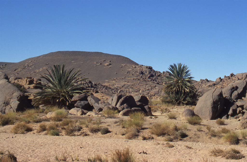 Deux palmiers dans la Taessa, le 30 décembre 2004