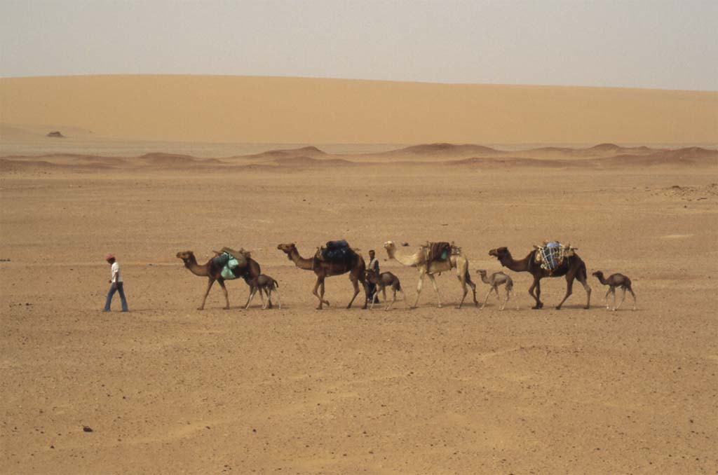 Les quatre chamelles qui nous accompagnaient lors de notre randonnée à Dakhla (19 avril 2005)