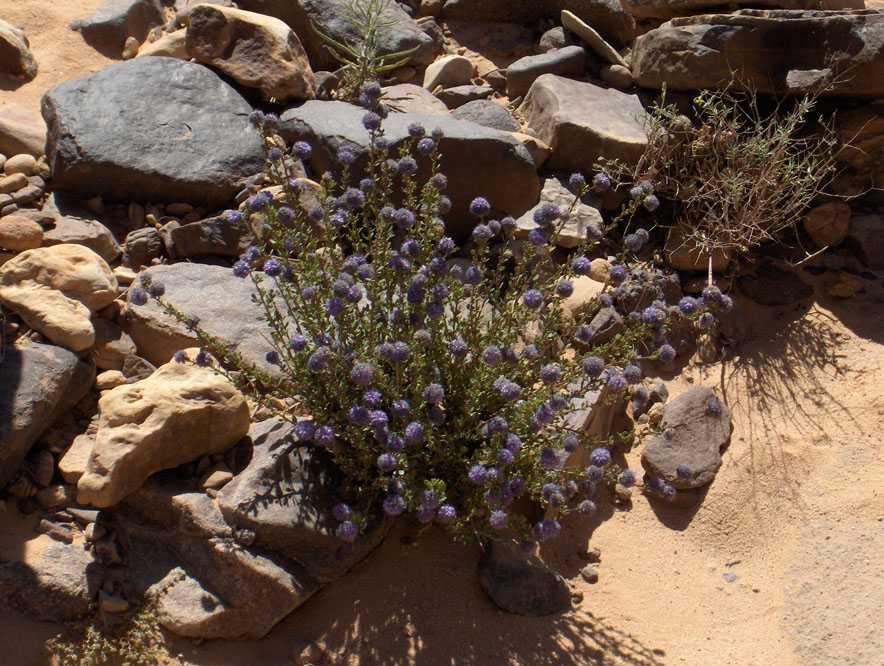 Une ﬂeur rare de l’oued Tamrit, le 16 mars 2006