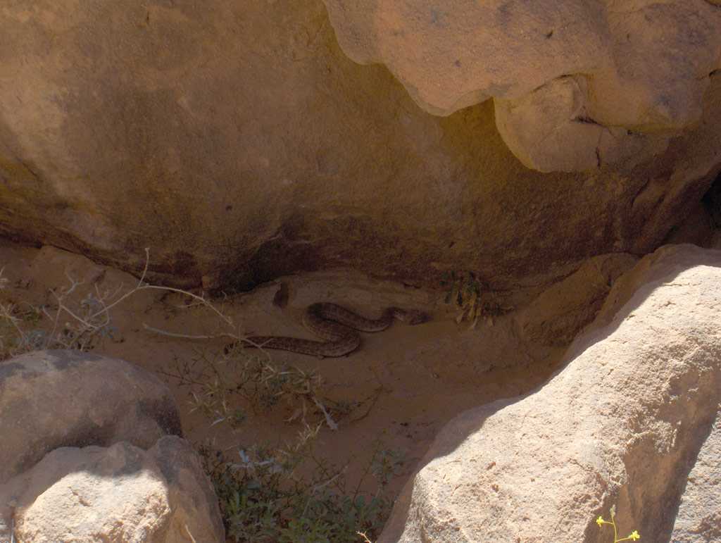 Vipère à cornes près du cañon de l’oued Tamrit, le 16 mars 2006