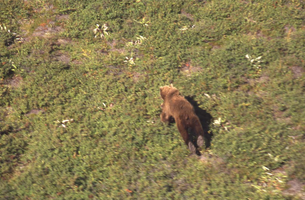 Ours du Kamtchatka (20 août 2006)