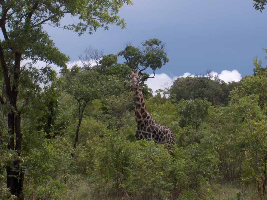 Une girafe photographiée au bord de la route, le 21 décembre 2006