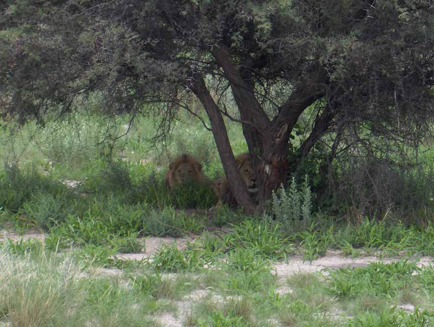 Deux jeunes lions photographiés en nous rendant au delta de l’Okavango, le 24 décembre 2006