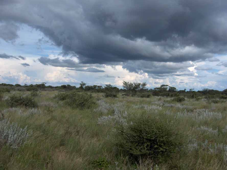 Paysage du Kalahari, le 26 décembre 2006