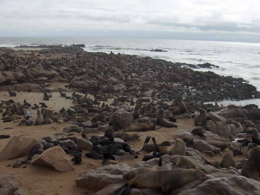 Otaries du cap Cross, le 29 décembre 2006