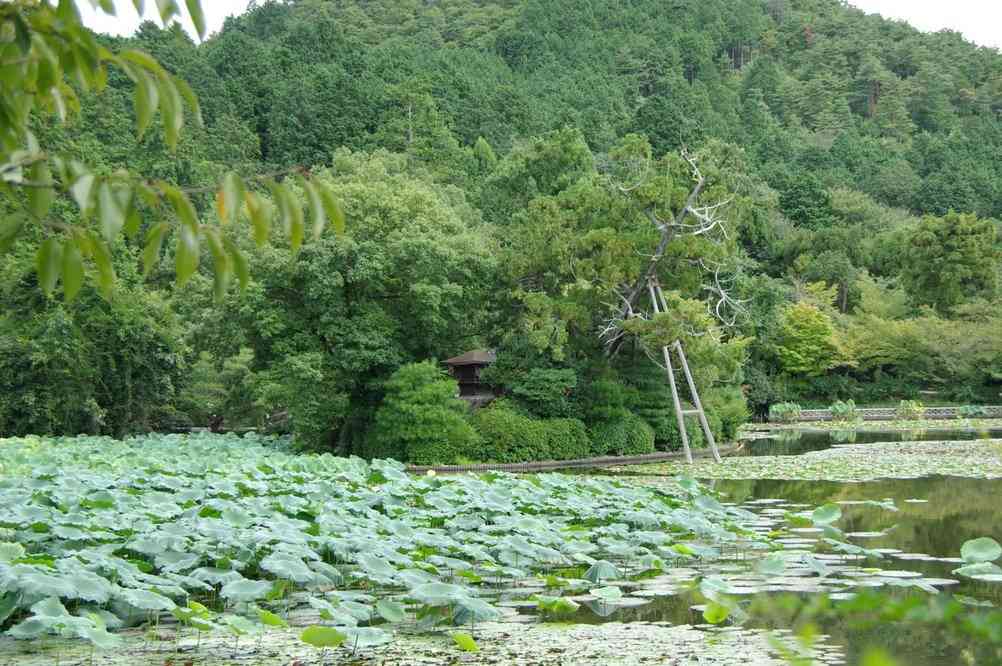 Une vue du parc du Ryoan-ji (Kyōto), le 15 septembre 2007