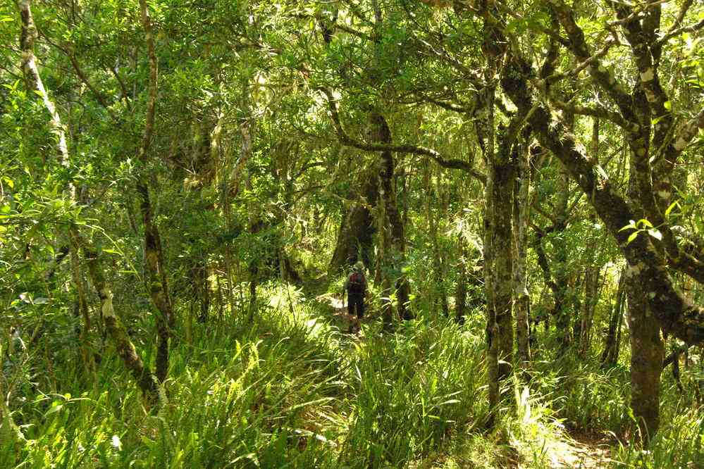 Marche en forêt sur les pentes inférieures du Rinjani, le 13 juillet 2007