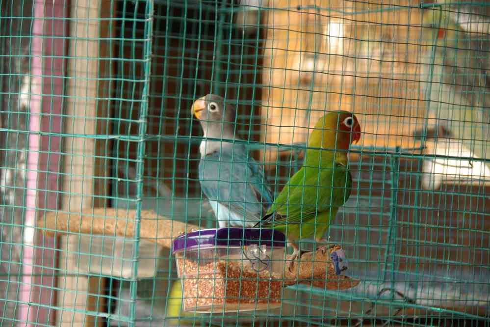 Oiseaux dans le marché animal de Yogyakarta, le 22 juillet 2007