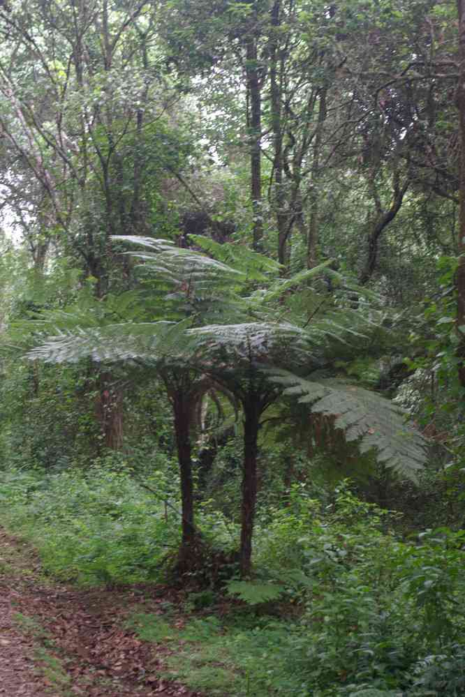 Fougère arborescente sur les pentes inférieures du Kilimandjaro, le 11 février 2008