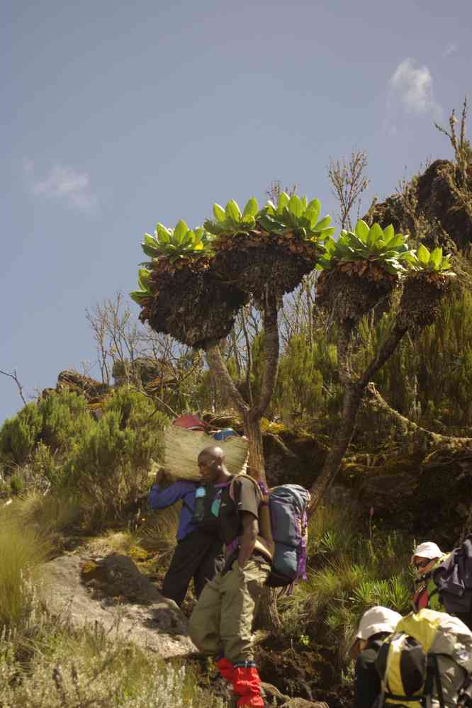 Sénéçon géant près de Machame-hutte, le 12 février 2008