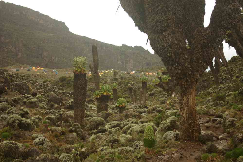 Arrivée au camp de Barranco au milieu des sénéçons géants, le 13 février 2008