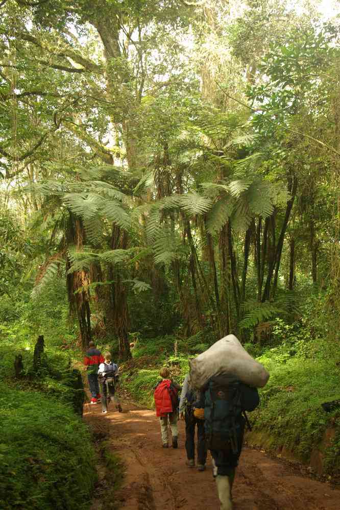 Fougères arborescentes sur la voie (de descente) Mweka, le 16 février 2008