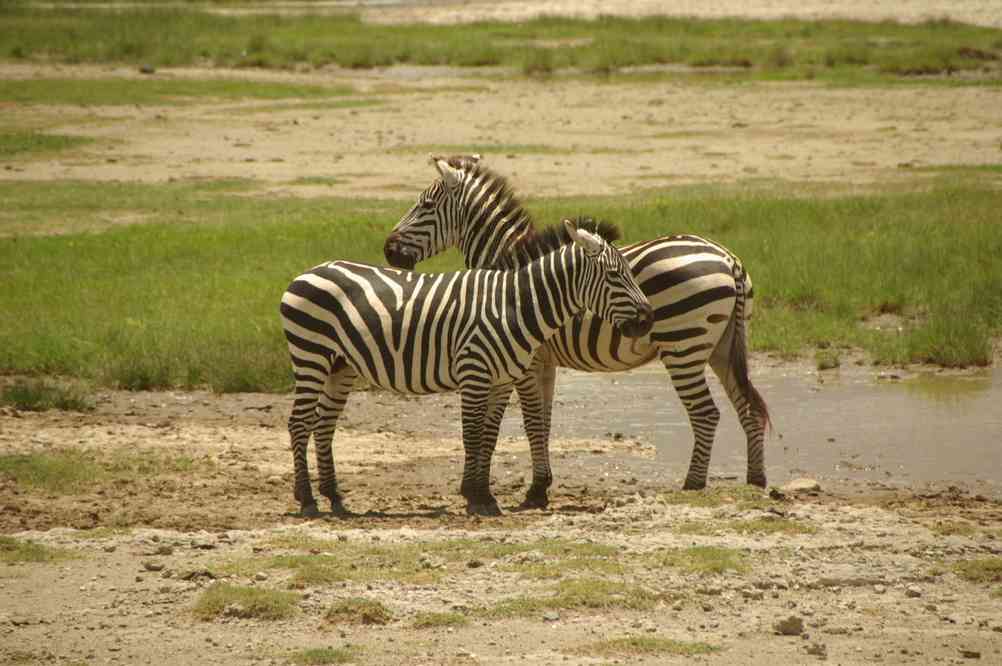 Zèbres dans le cratère du N’gorongoro, le 17 février 2008