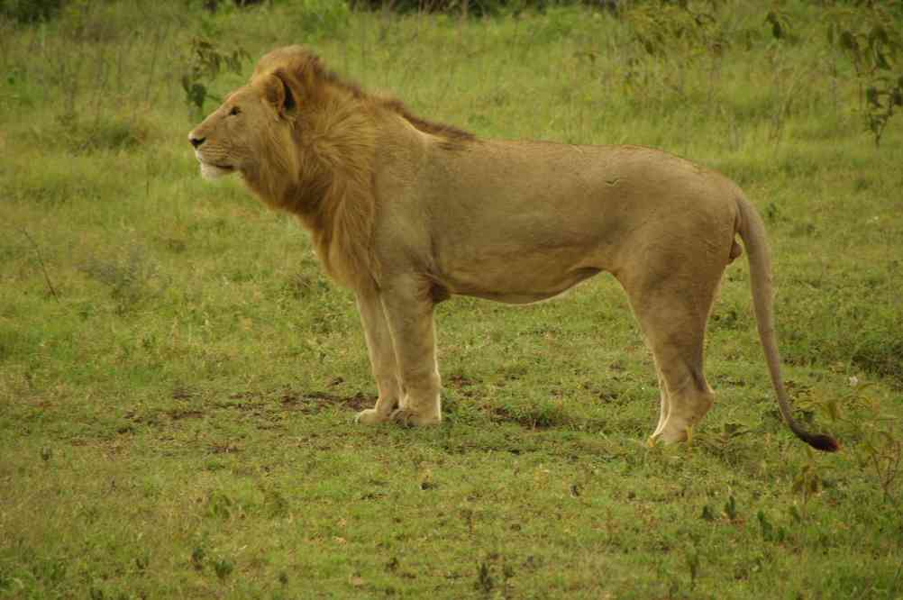 Lion dans le cratère du N’gorongoro, le 17 février 2008