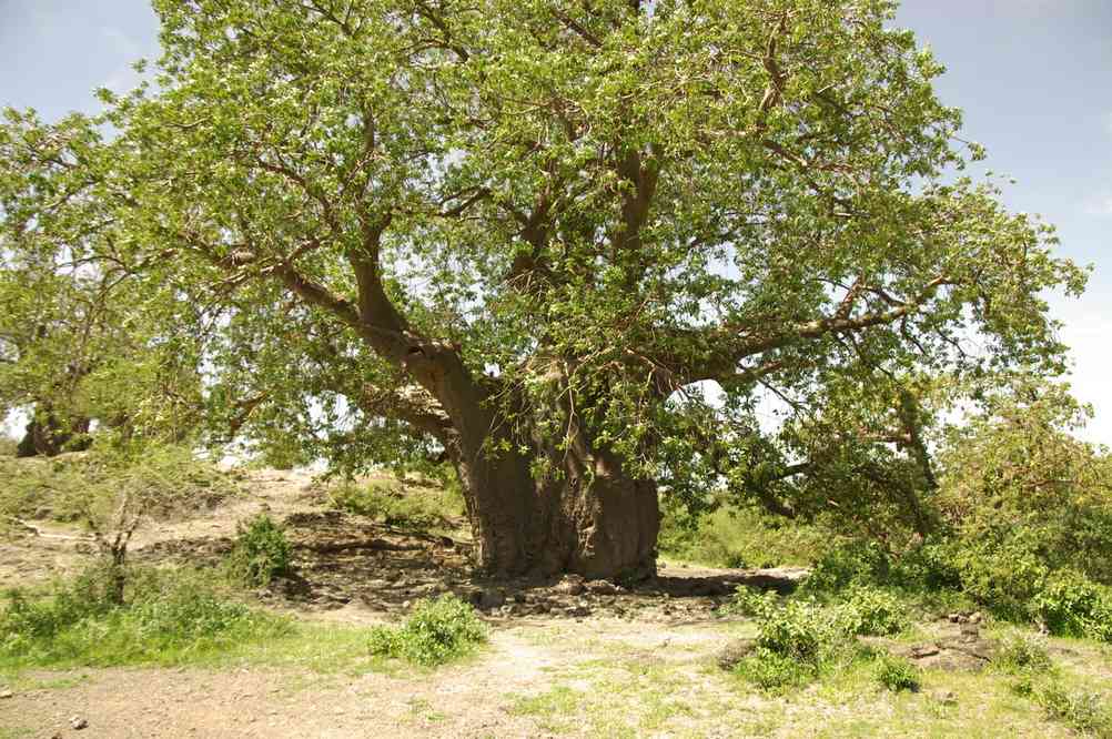 Baobab, le 20 février 2008