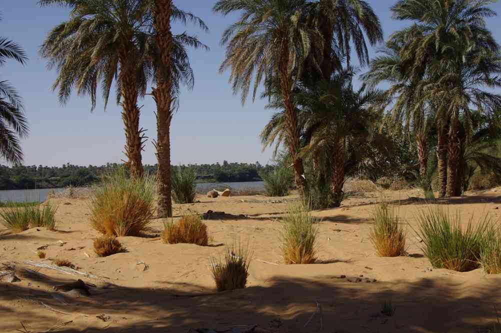 Pique-nique sous les palmiers près de l’ancienne Dongola, le 3 janvier 2009