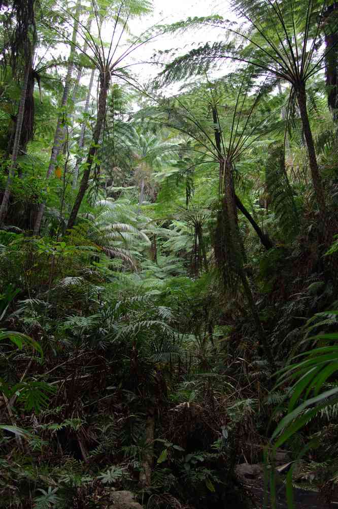 Progression dans une forêt de fougères arborescentes, le 15 août 2011