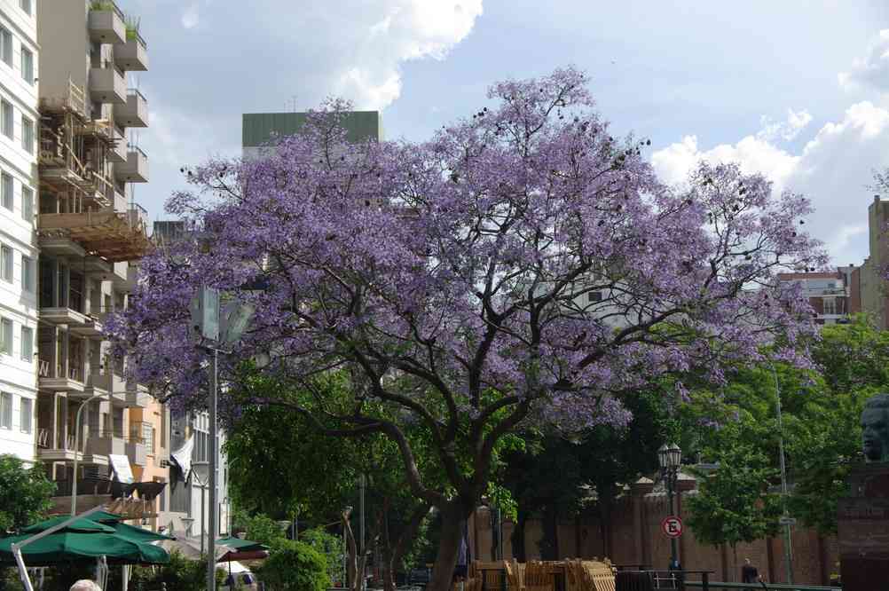 Jacaranda en fleurs dans le quartier de la Recoleta, le 6 novembre 2012