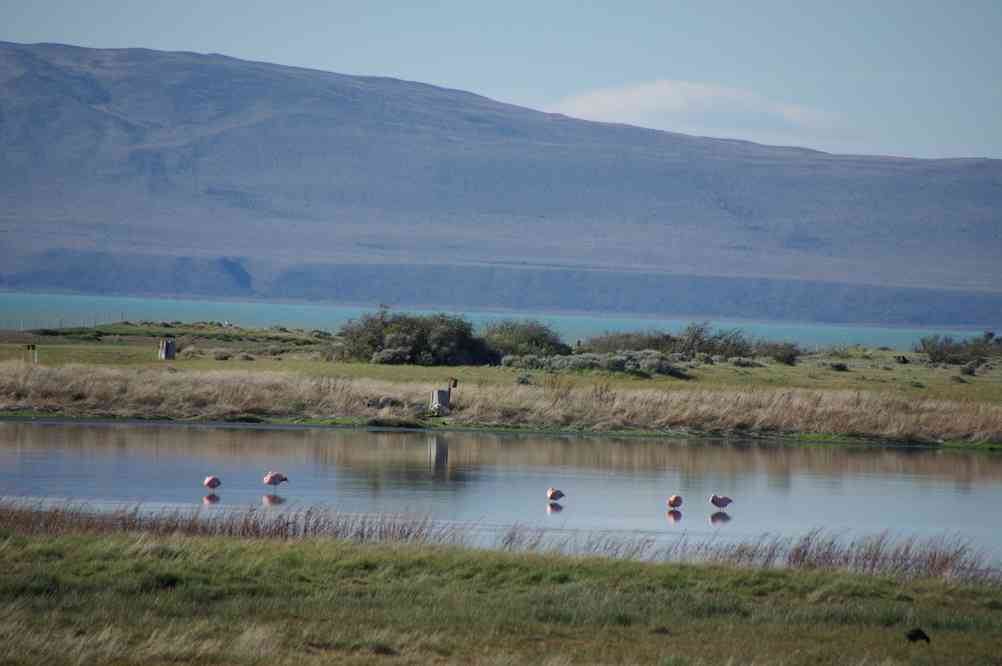 Flamants roses dans le parc Nimiez de Calafate, le 7 novembre 2012