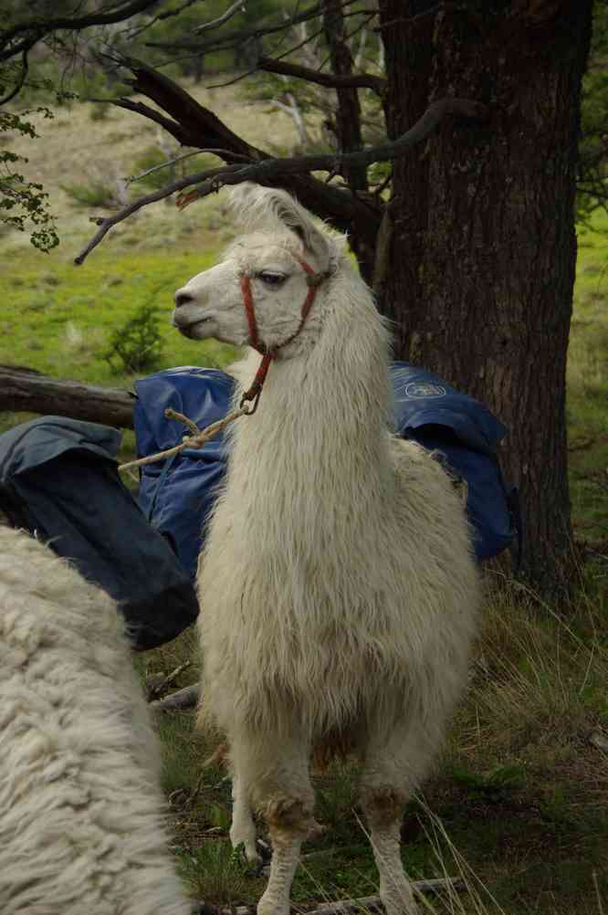 Lamas utilisés pour transporter les affaires d’un groupe de touristes (11 novembre 2012)