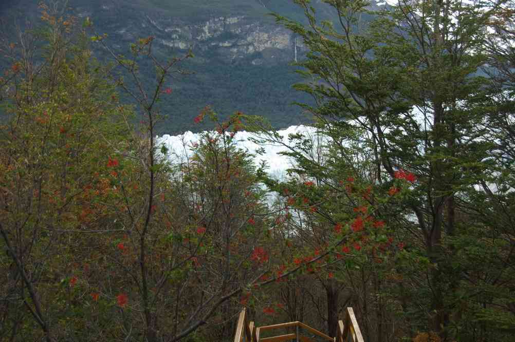 Notros en fleurs sur fond de glacier Perito Moreno (11 novembre 2012)