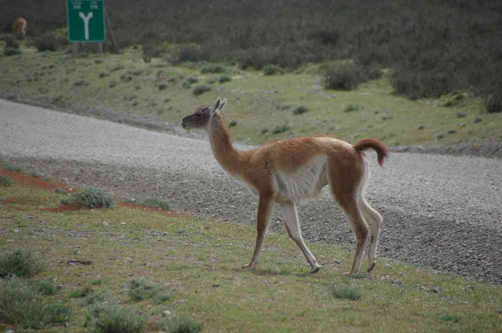 Guanaco près du lac Sarmiento, le 13 novembre 2012