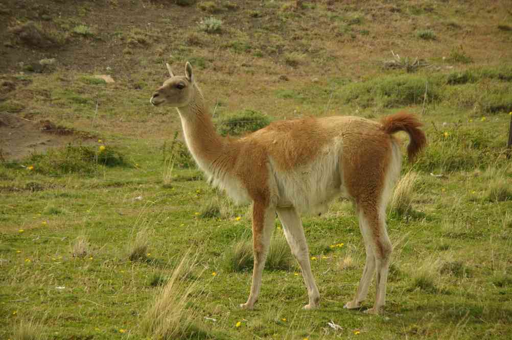 Guanaco (13 novembre 2012)