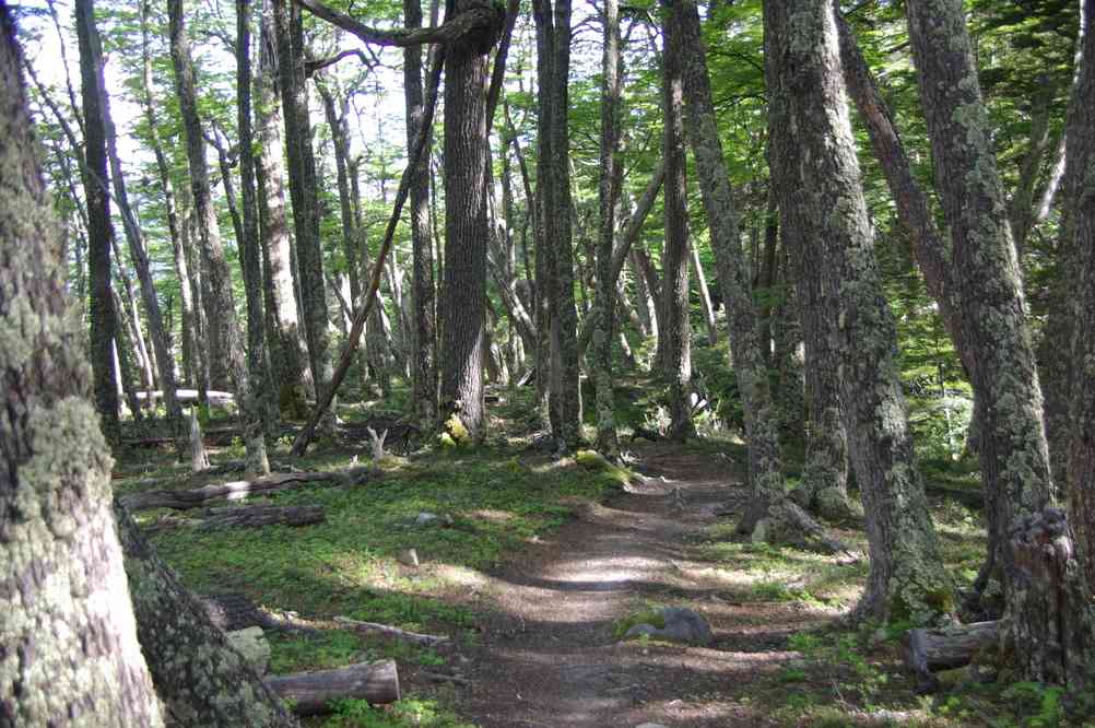 Forêt patagonienne (16 novembre 2012)