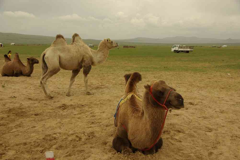 Chameaux de Bactriane dans le « Bayan Gobi », le 7 août 2013