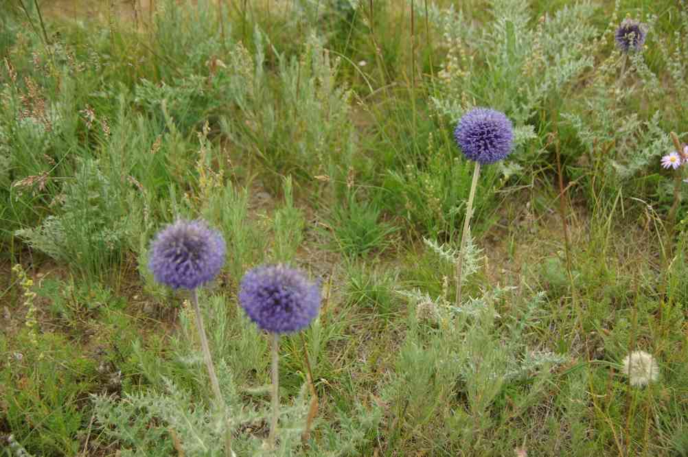 Chardons bleus comme dans les Alpes, le 9 août 2013