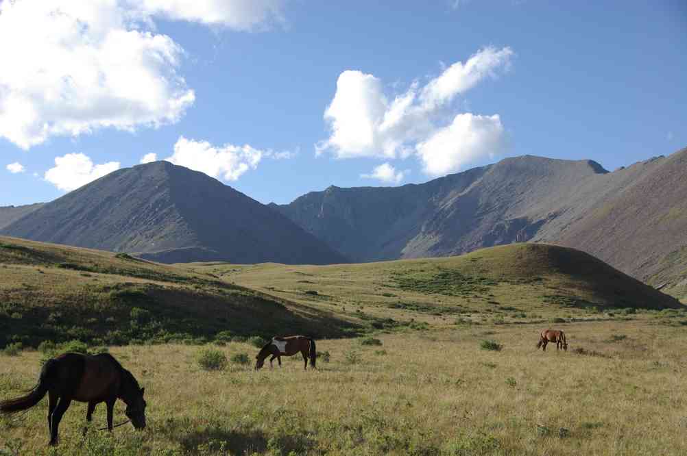 Nos chevaux se reposent, le 11 août 2013