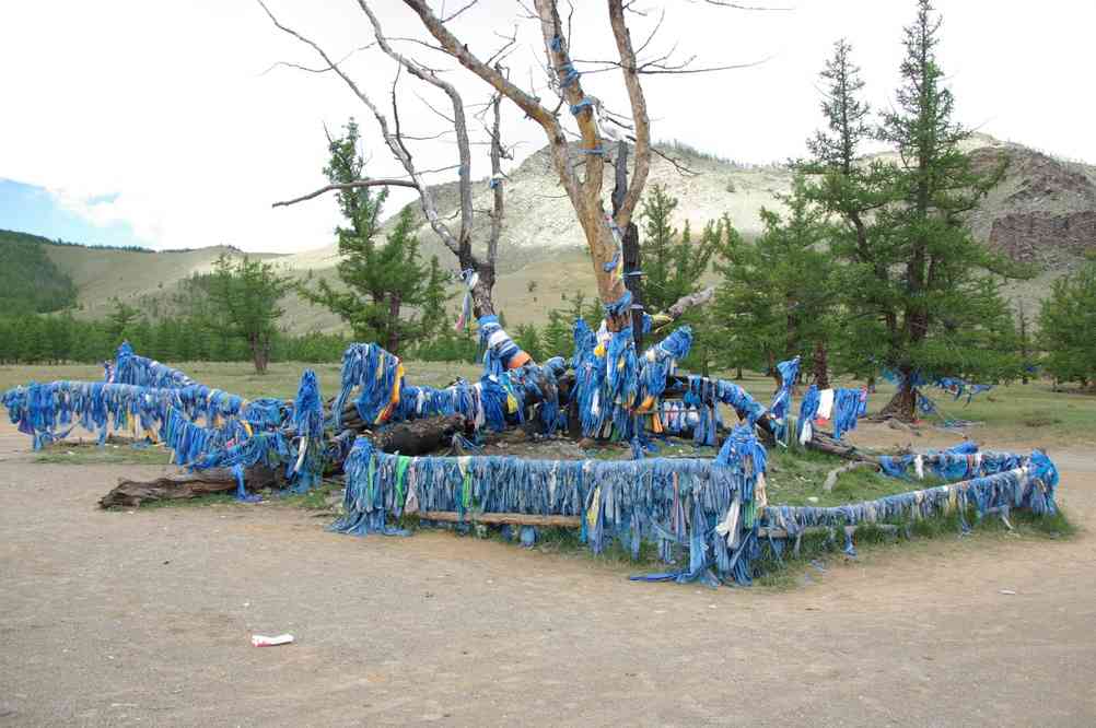 L’« arbre mère », le 20 août 2013