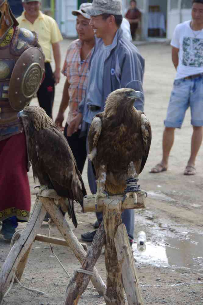 Dresseur de rapaces devant le monastère de Karakorum (Хар Хорум), le 21 août 2013