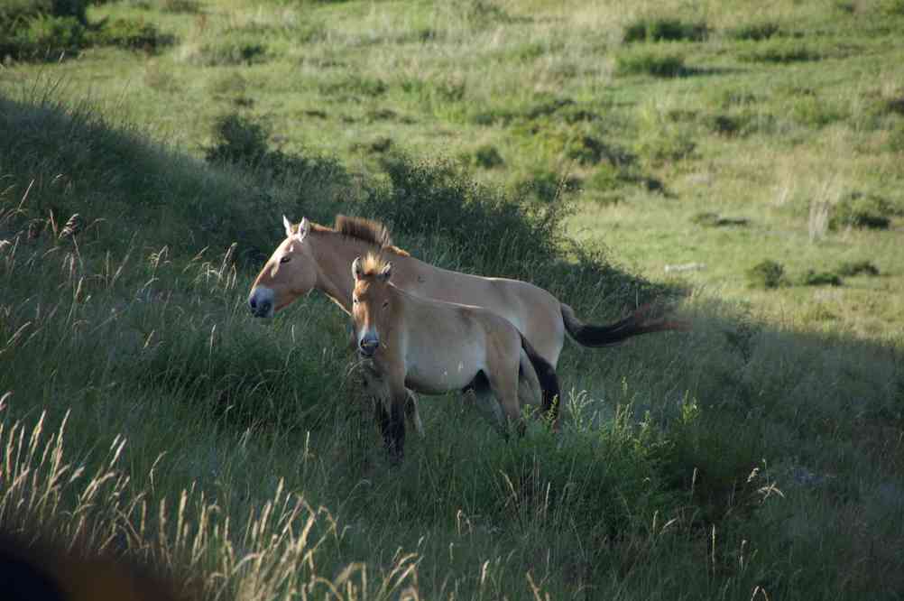 Chevaux de Przewalski, le 22 août 2013