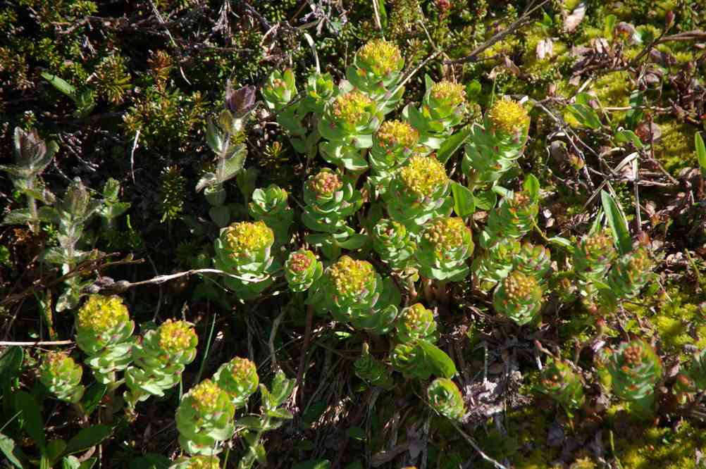 Randonnée dans la vallée Kûgarmîtavqutâ. Randonnée dans la vallée Kûgarmîtavqutâ. Plantes arctiques, le 7 juillet 2014