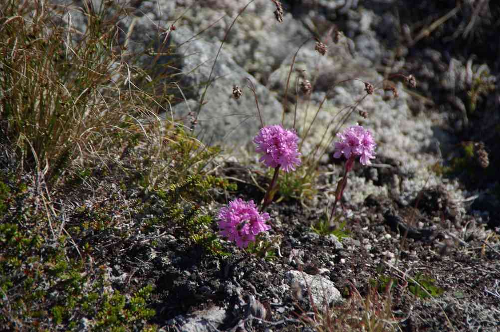 Randonnée dans la vallée Kûgarmîtavqutâ. Randonnée dans la vallée Kûgarmîtavqutâ. Fleurs arctiques, le 7 juillet 2014