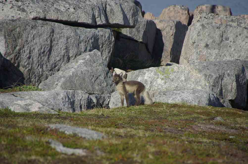 Renard polaire, le 8 juillet 2014