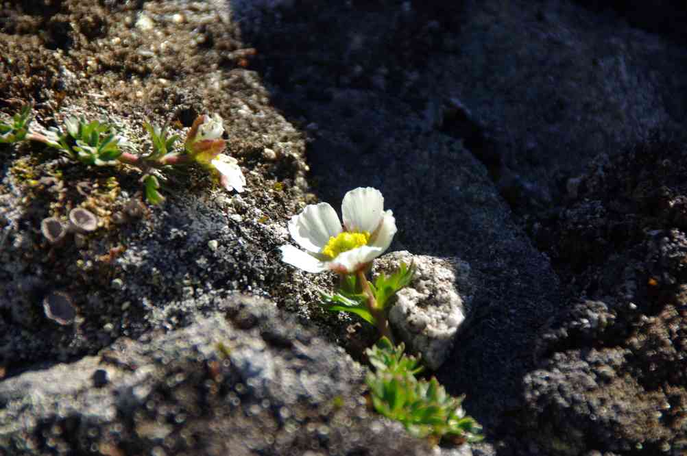 Pavot arctique, le 10 juillet 2014