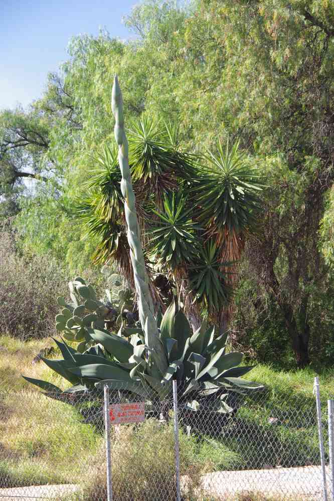 Agave à Teotihuacán, le 21 janvier 2016