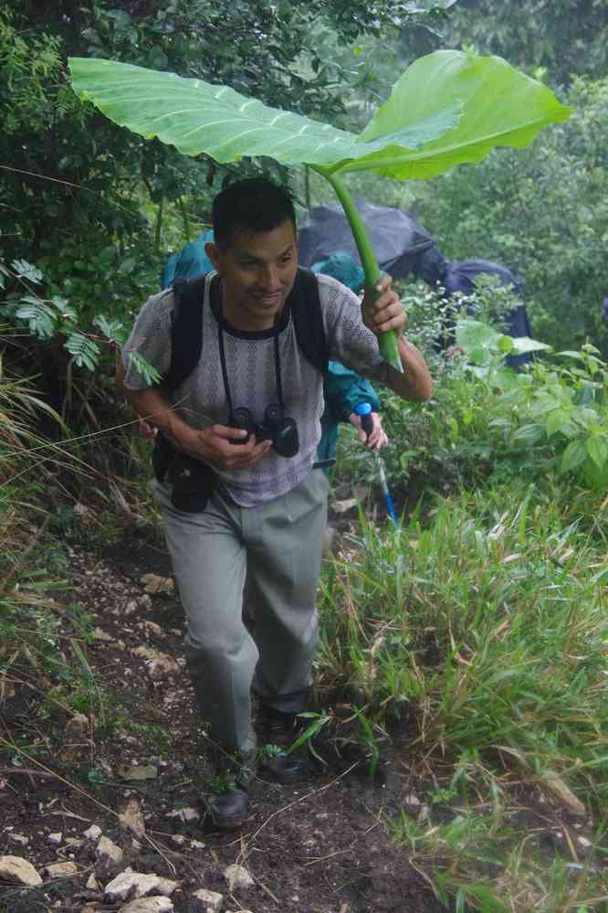 Randonnée dans la jungle près de Palenque. Quand Indien couper feuille..., le 22 janvier 2016