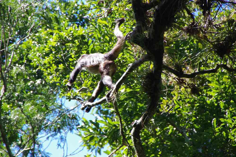 Singe-araignée à Calakmul, le 24 janvier 2016