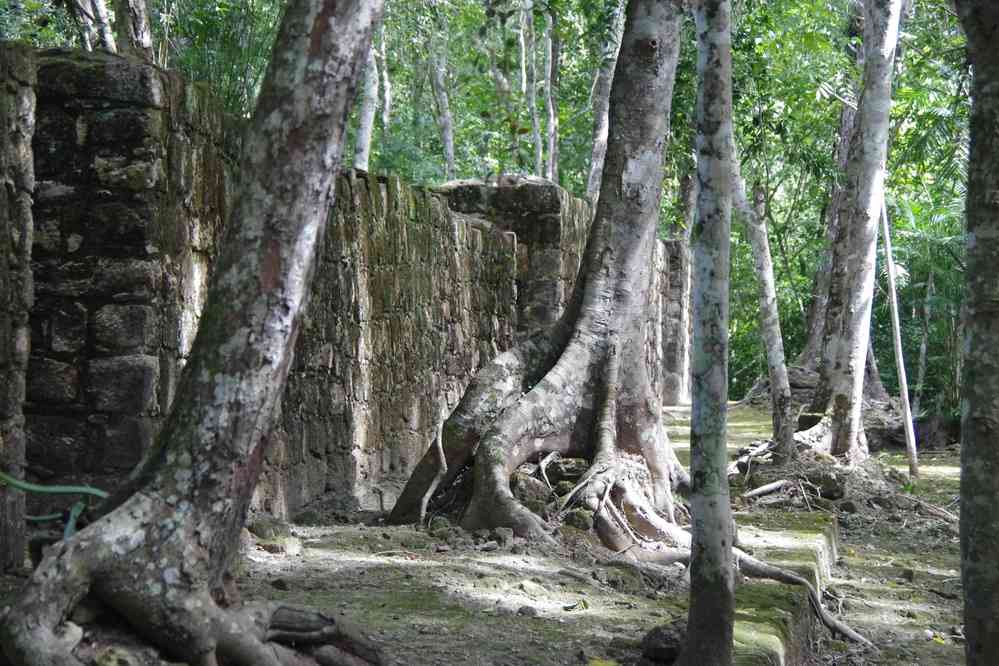 Calakmul, le 24 janvier 2016