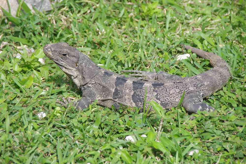 Tulum (iguane), le 26 janvier 2016