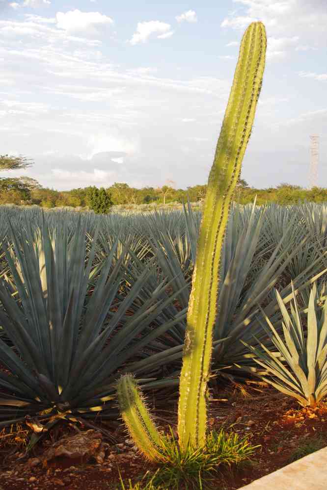 Champ d’agaves près de Valladolid, le 26 janvier 2016