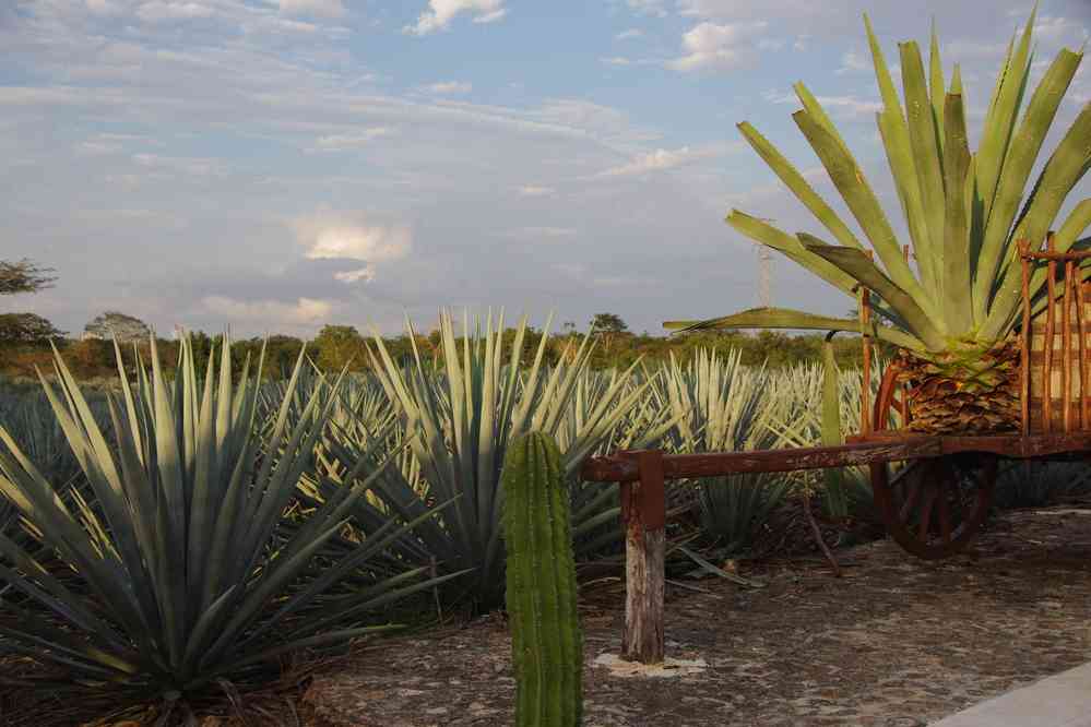 Champ d’agaves près de Valladolid, le 26 janvier 2016